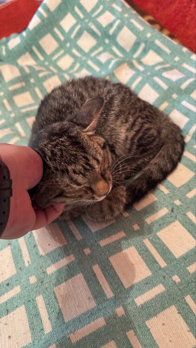 Котёнок 4 месяца
