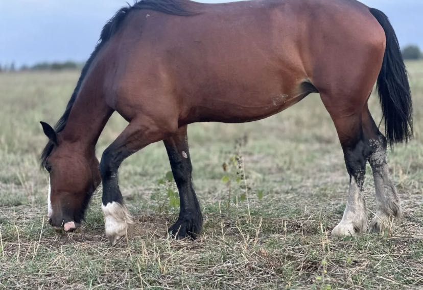 Лошади Жеребята Кобылы