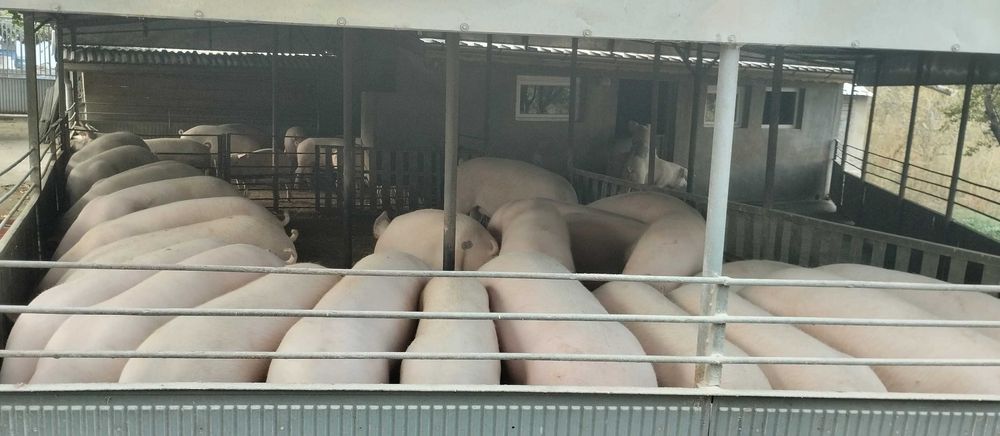 Продавам угоени прасета