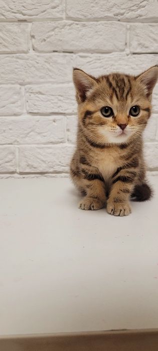 Продается котенок.Девочка шотландка