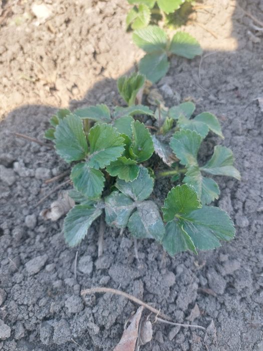 Клубника рассада