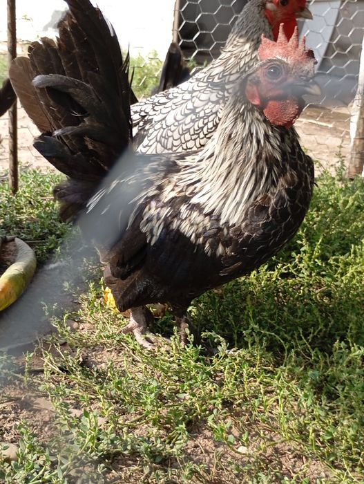 De vânzare cocoși chabo