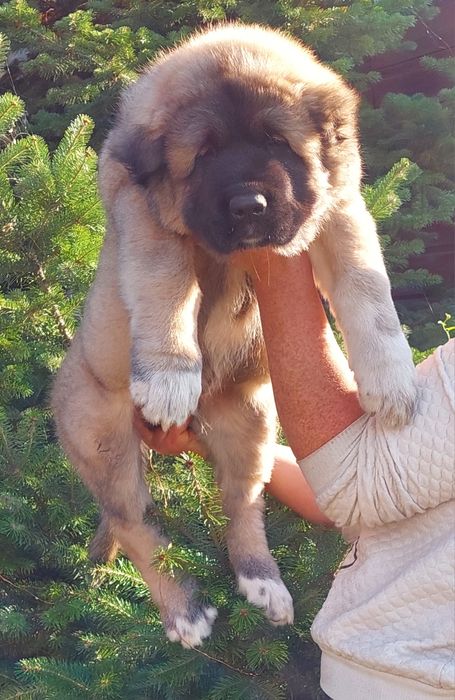 Кавказская овчарка