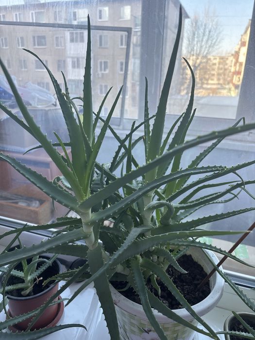 Алоэ лечебный 4000