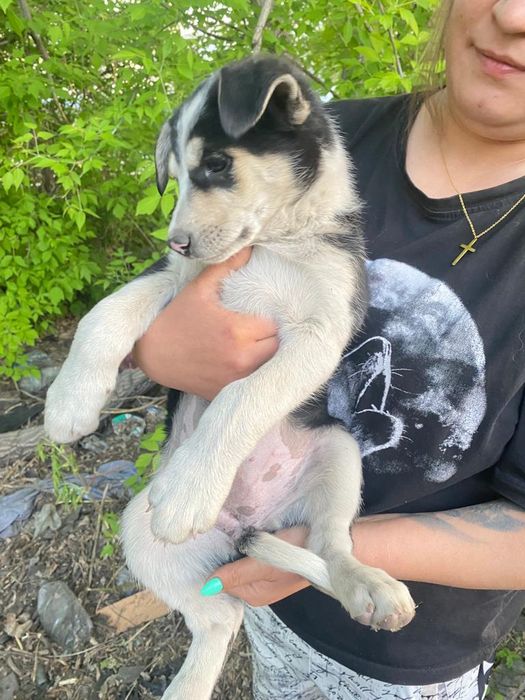 Щеночки ищут дом