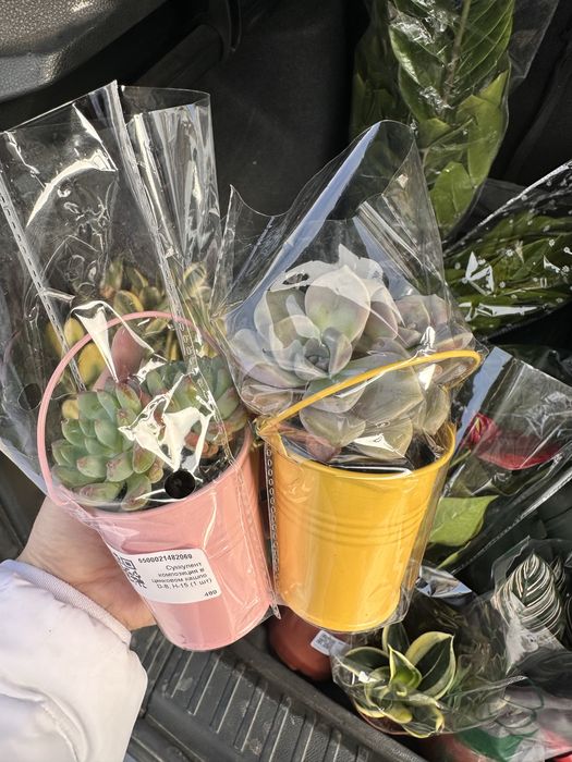 Кактусы суккуленты распродажа