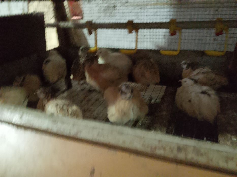 Меняю петушков перепелов