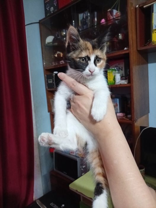 Красивые котятки трехцветные