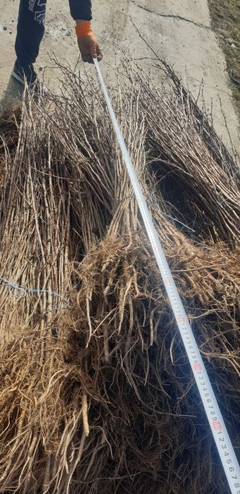 puieți  salcâm la preț bun.