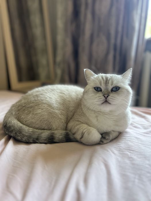 Котик ищет любящую семью