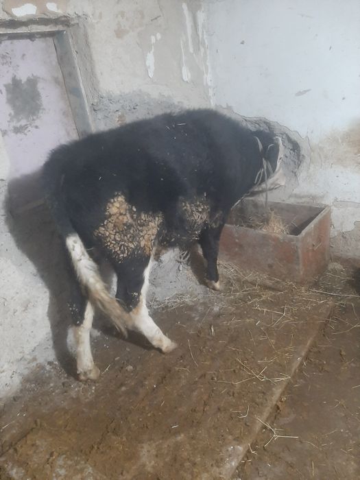 Продам пыков хорошой породы