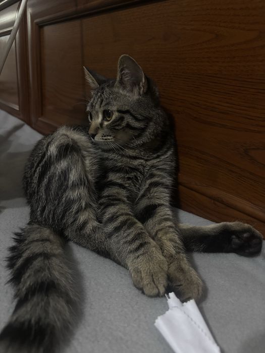 Отдам котенка в добрые руки