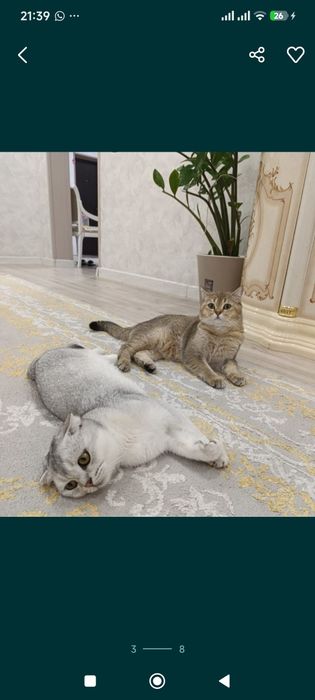Срочно Продается шотландские шиншиллы
