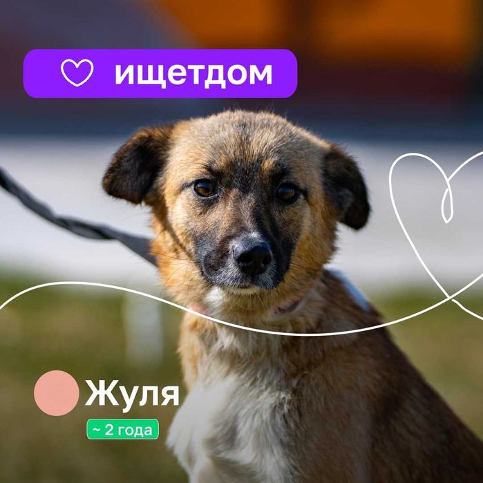 Собачка (4 года) в добрые руки