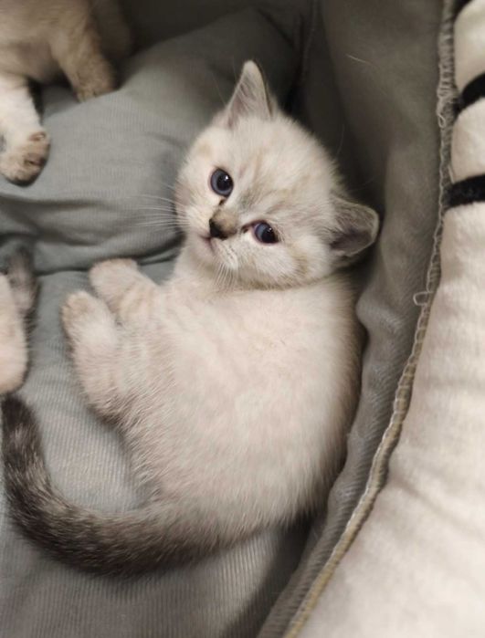 Британски котенца