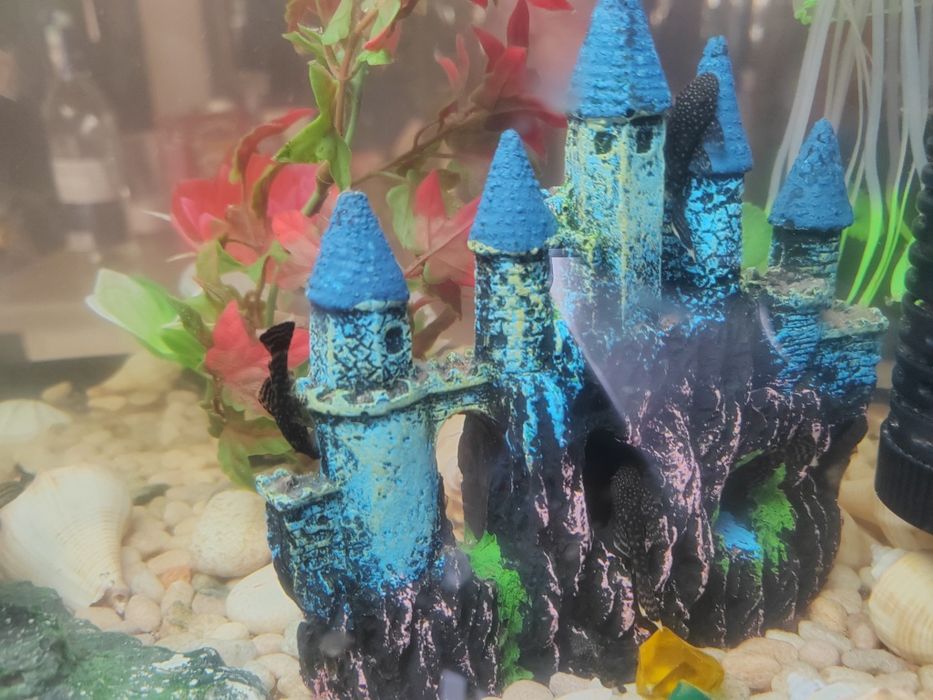 Сомы | Сомики | Сомята анцитрус