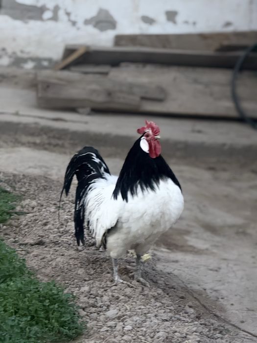 Lakenfeldrlar sotiladi