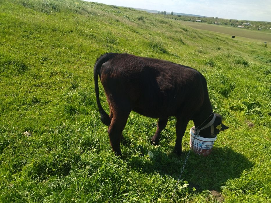 Vând  vițică angus