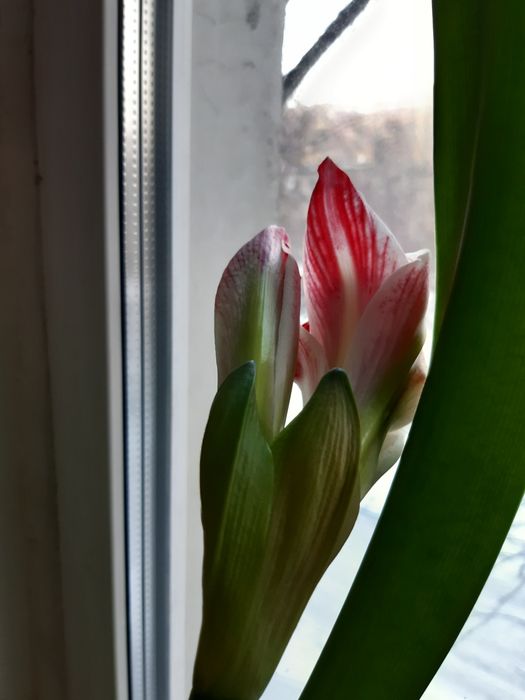 Цветок амариллис