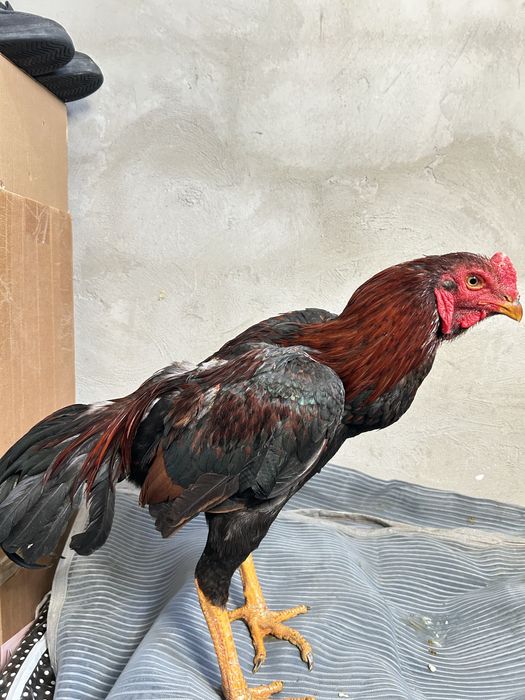 Дакан кораз дакан