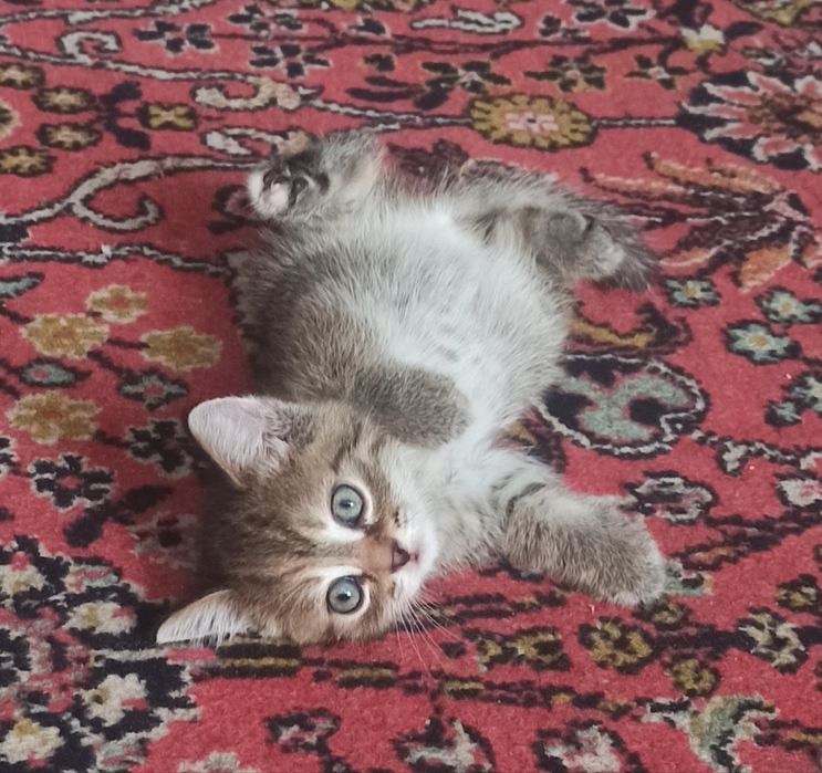 Отдам котёнка в добрые руки