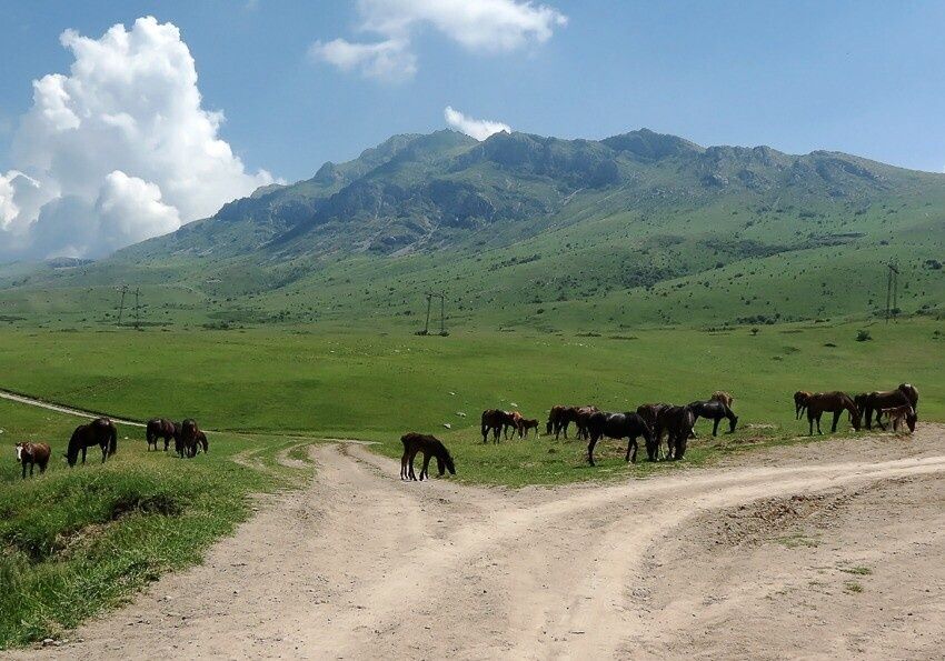 Участок под откорм скота (8га)