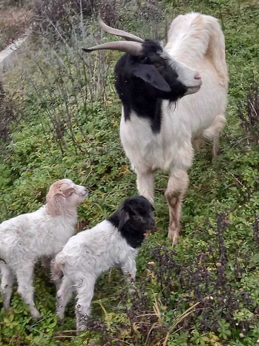 Vând capră cu 2 iezi