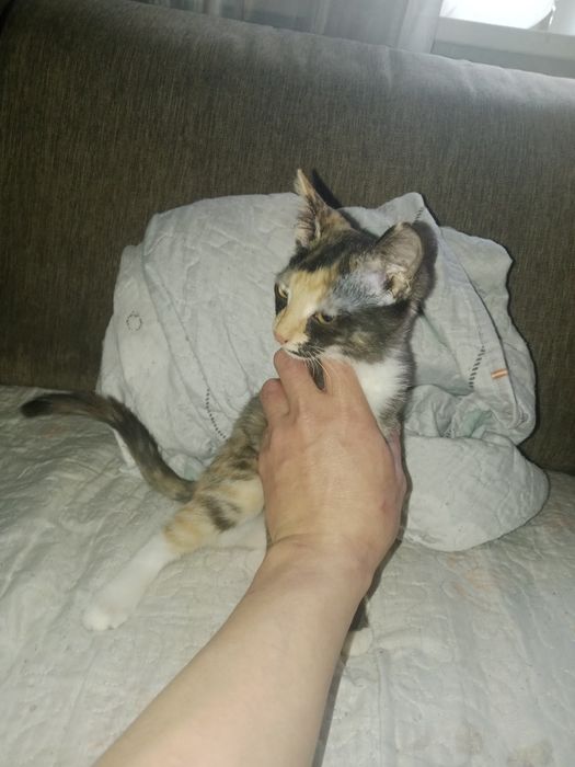 Отдам даром котенка девочка