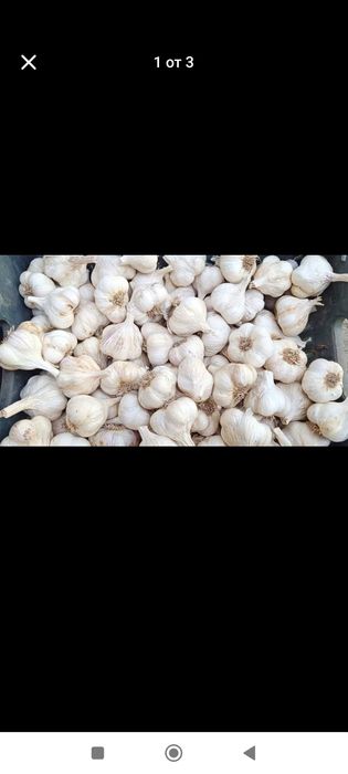 Продавам български чесън