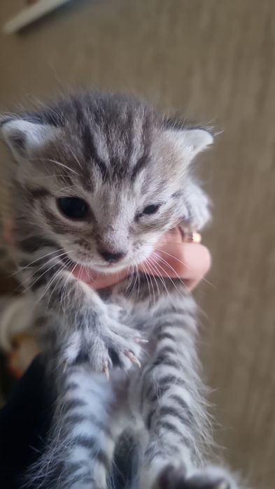 Отдам котят в хорошие руки