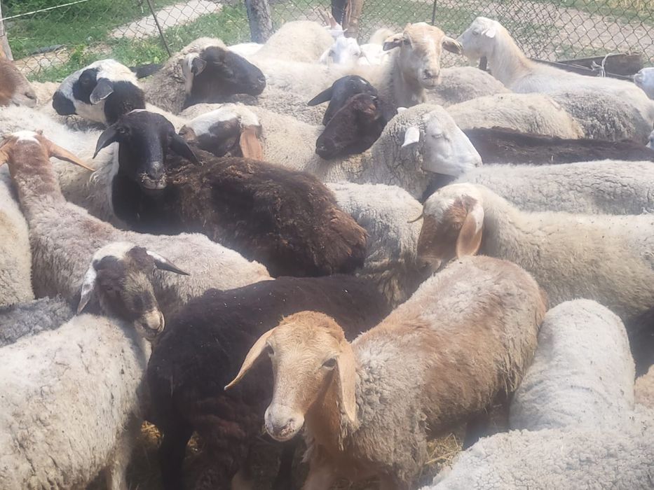 Круг общий 55000