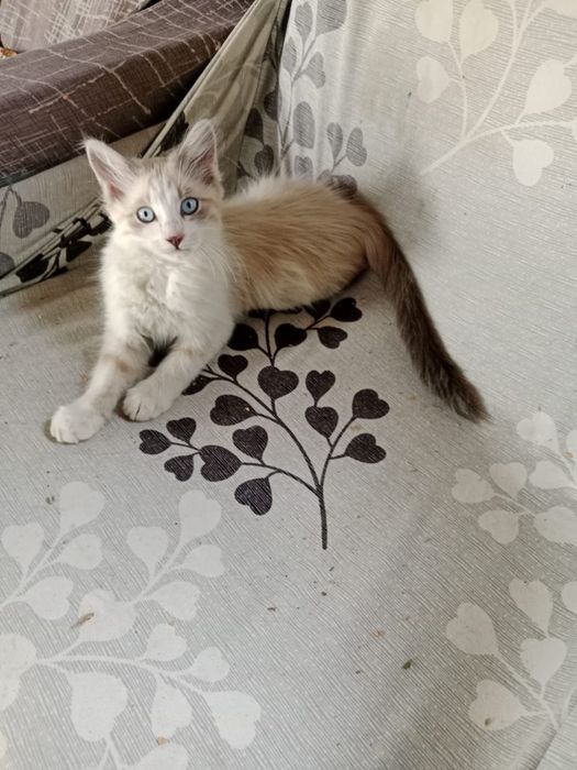 Отдам котят вдобрейшие руки
