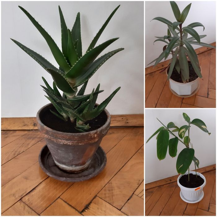 Алое, Калатея, Традисканция, Паричка, Копривка