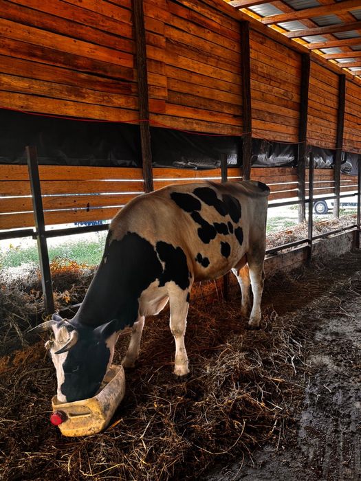 Vaca cu lapte de vanzare