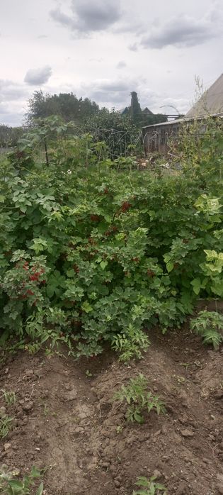 Продам дачу в с/к Автобусник.