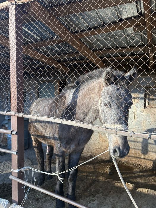 Обмен айғырға көкпар көрген