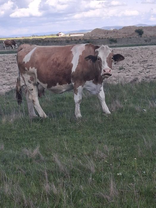 Vând vaca bălțată