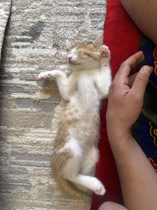 Котенок 2,5 месяца