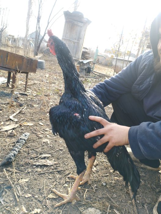 Чолпан дакан 2 года