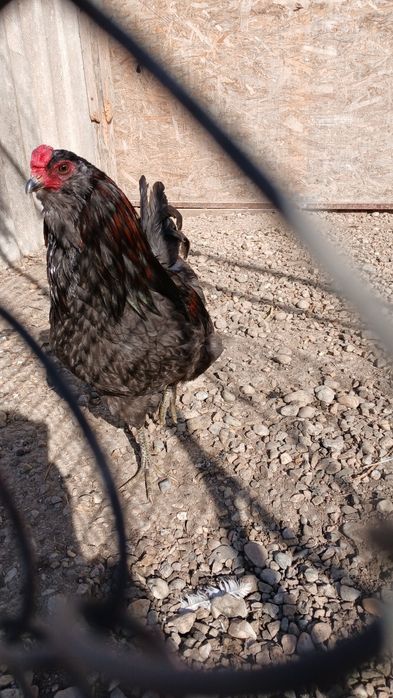 Cocosi de rasa ameraucana si italiana