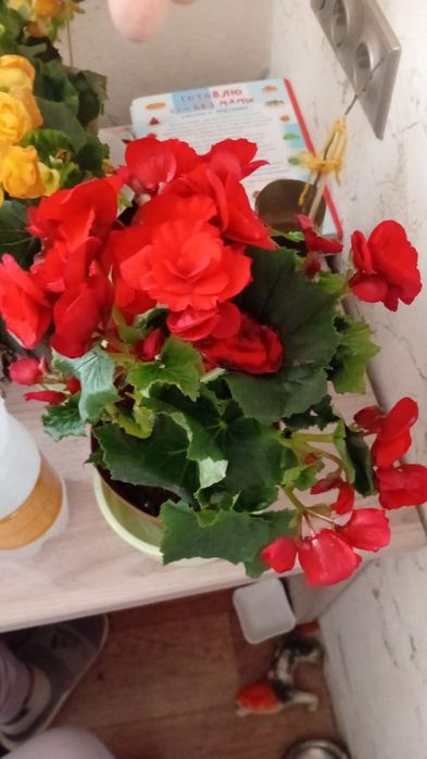 Бегония домашний цветок