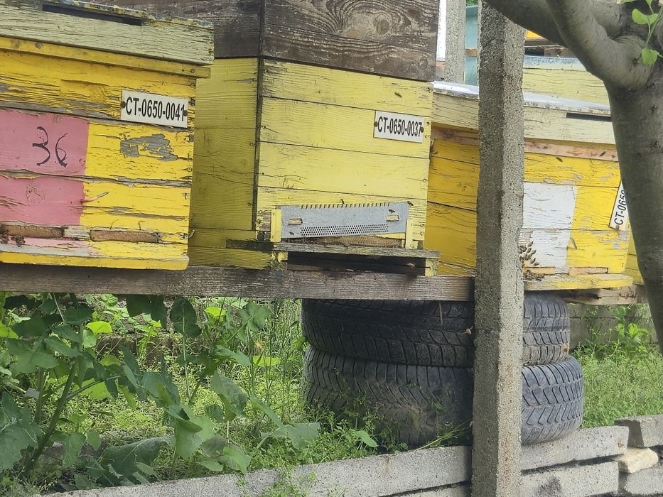 Miere naturală 100%