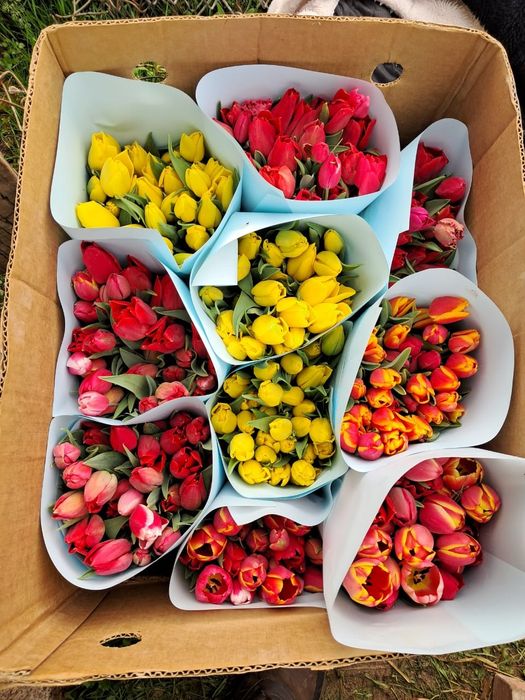 Тюльпан оптом акция