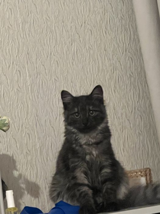 Отдам кошку бесплатно
