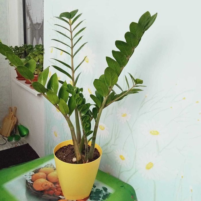 Замиокулькас, комнатное растение