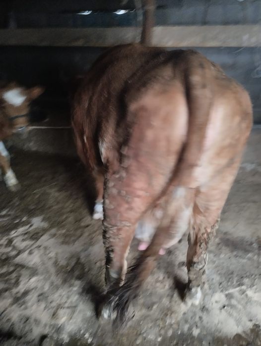 Продам дойную корову