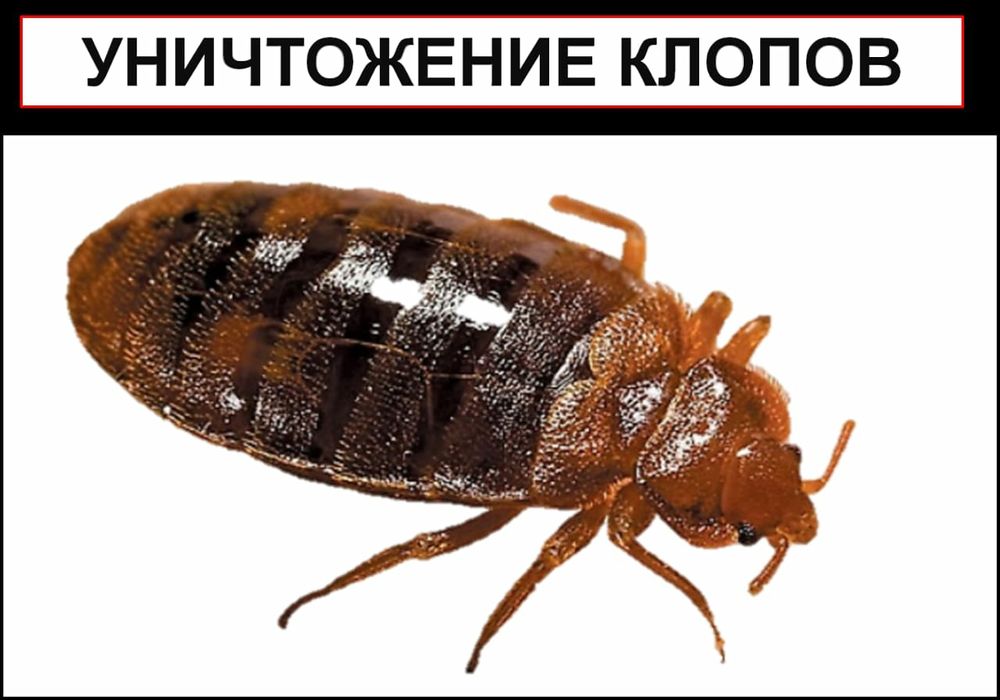 Дезинфекция Семей,уничтожение паразитов,тараканы,клопы,есть лицензия