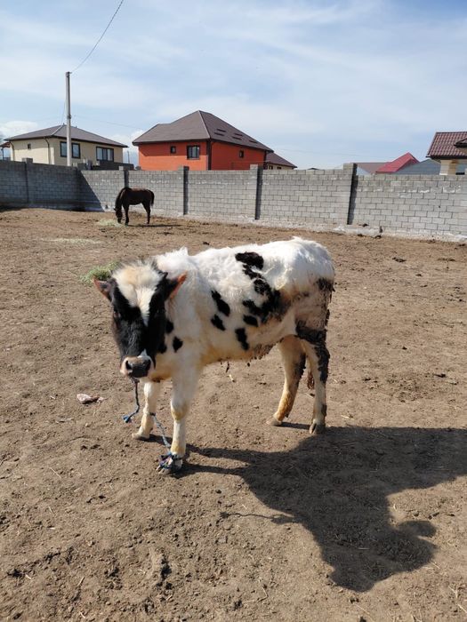 Сиыр бузау тана сатам