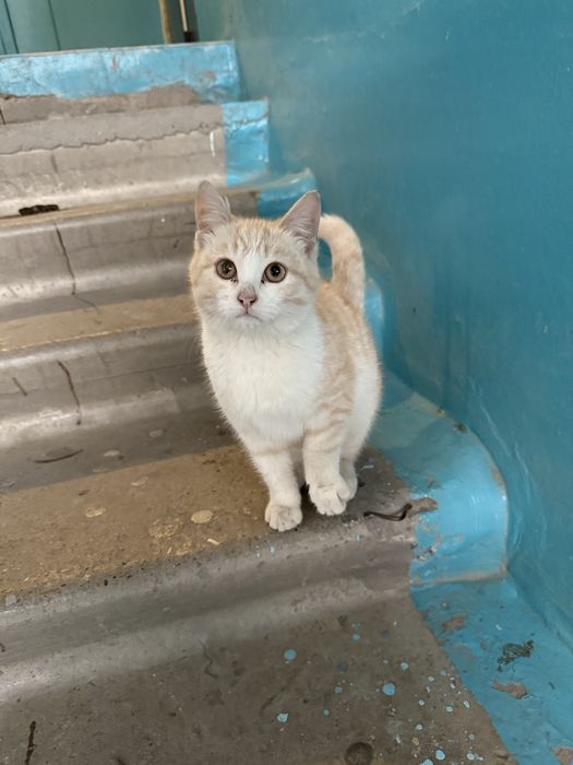 Котенок в добрые руки