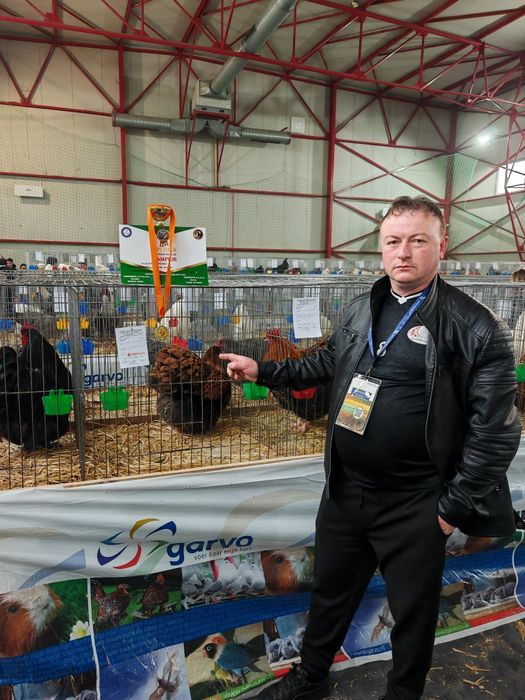 Găini Orpington auriu